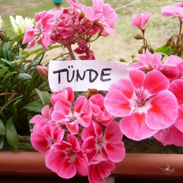 tabor2009_00586
